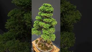 HINOKI Bonsai [upl. by Ybeloc970]