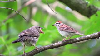 Cowbird Fledgling bird cries for food raised by Chipping Sparrows BrownHeaded Brood Parasite [upl. by Francesco]