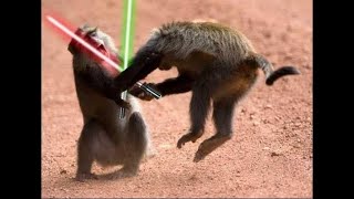 Monkey Lightsaber Fight meme [upl. by Meldon]