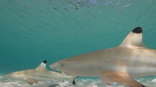 Loads of Baby Blacktip Reef Sharks at Aow Leuk Koh Tao Thailand [upl. by Elias]