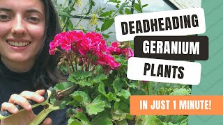 Deadheading Geraniums For Longer Flowering [upl. by Eleonora803]