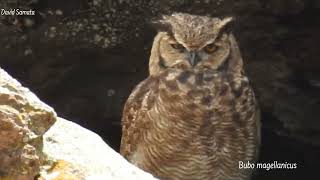 Bubo magellanicus en Perú [upl. by Courtney]