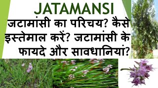 Introduction of jatamansi how to use it Benefits amp precautions of jatamansi fitworldhealthcare [upl. by Eustashe]