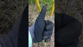 Dividing Bamboo Clump to create hedge with Bambusa Textilis Gracilis [upl. by Edyaw]