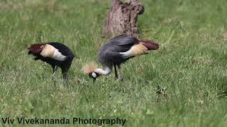 Watch a Grey Crowned Crane family of 3 chicks feeding at a wetland in Masai Mara Kenya [upl. by Grindle]