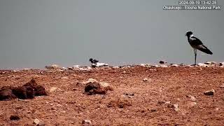 Baby Lapwing Day 1  First Day adventure to the waterhole [upl. by Sivehc245]