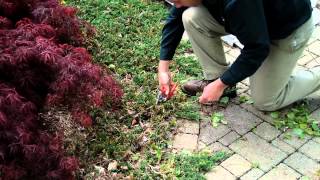 Spring Pruning Trees and Shrubs [upl. by Hollis]