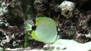 Chaetodon miliaris Lemon butterflyfish [upl. by Elohcim]