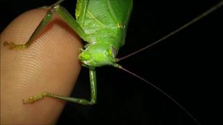 Katydid Displays Ovipositor Leg Cleaning Behavior Mouthparts Camouflage  Mantis amp Moth [upl. by Aniraz]