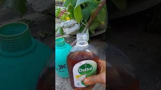 plants ke fungus me Dettol ka applygardening youtubeshorts plants [upl. by Liborio]