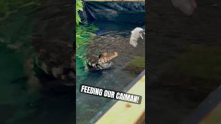 Have You Ever Seen a Dwarf Caiman Eat  reptile caiman alligator crocodile petreptiles shorts [upl. by Ihtraa]