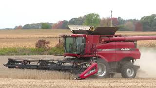 Harvest 2020  Case IH 7230 Axial Flow Combine Harvesting Soybeans  Soybean Harvest 2020 [upl. by Dwain]