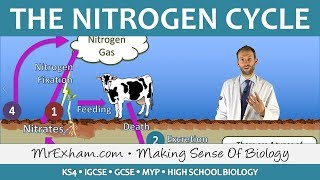 Cycles Within Ecosystems  Nitrogen Cycle  GCSE Biology 91 [upl. by Oxford957]