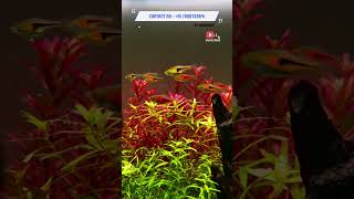 Harlequin rasbora A4 Aquarium Best Aquarium Shop In Ahmedabad Gujarat India shorts trending viral [upl. by Gurl]