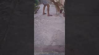 comicalpets comedyfilms doglover funnycomedy mostcute mostadorable comedy comedymovies [upl. by Aynekal]