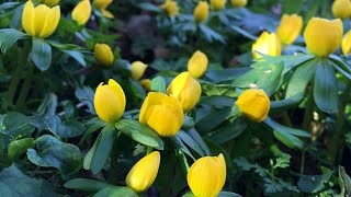 Eranthis hyemalis “Winter Aconites”  FarmerGracycouk [upl. by Garrek]