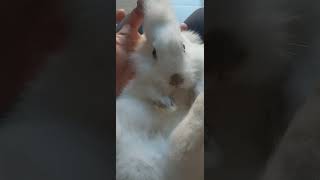 Cute white bunny♥️🐰 rabbit rabbitfood bunny rabbitpetsupplies pets petrabbit [upl. by Ethelred]