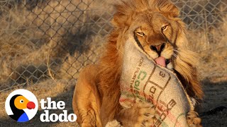 Watch This ShutDown Lion Taste Freedom For The First Time  The Dodo [upl. by Catt]