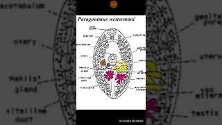 أسهل طريقة لشرح دودة الرئة paragonimus westermani [upl. by Tol]