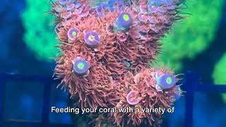 Acropora Tenuis Care Tips [upl. by Sadler]