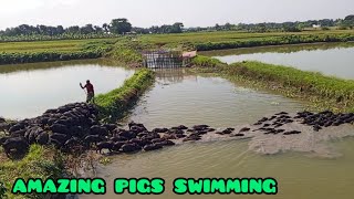 pigs swimminganimals video pig pig grazing pigs care natural farmingvillage animal life of pigs [upl. by Nazar]