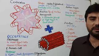 Centrioles  MTOCs  Microtubuler Organizer Center biologywithmuhammadsajid FSC BS ALevel [upl. by Holly-Anne]