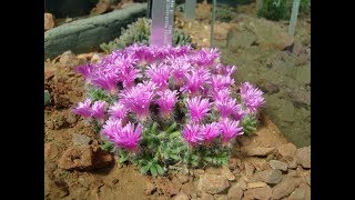 Trichodiadema densum  Desert Rose [upl. by Robbin642]