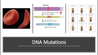 DNA Mutations [upl. by Aeret]