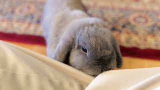 20231223  Flopsy Holland Lop Bunny [upl. by Tdnarb543]