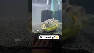 Is my Fahaka puffer yawning or sneezing [upl. by Nauqed]