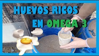 🥚HUEVOS CON OMEGA 3 Y ECOLÓGICOS ¿CÓMO PRODUCIR HUEVOS RICOS EN OMEGA 3 🥚🥚🐔 [upl. by Imalda220]