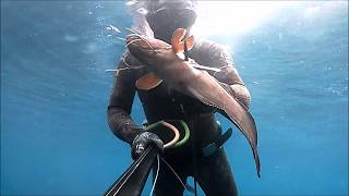 Azores Spearfishing 2018 [upl. by Finnegan]