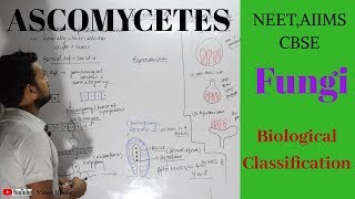 Ascomycetes  FungiBiological classsification  Vinay Biology [upl. by Takeo]