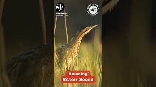 Booming Bittern Audio [upl. by Sama]