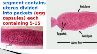 Dipylidium caninum practical [upl. by Naed257]