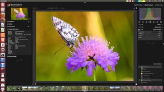 Darktable RAW edit butterfly [upl. by Eruza]