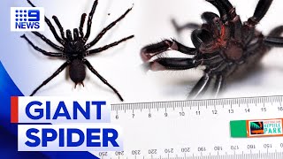 Largest funnel web spider in history found in NSW  9 News Australia [upl. by Asyen]