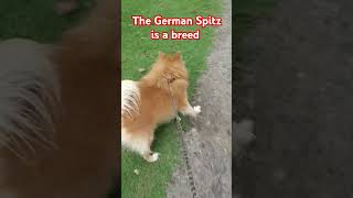 The German Spitz is a breed ❤️❤️ ytshort doglover beautiful [upl. by Enelyahs]