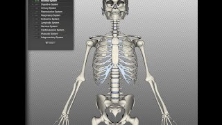 شرح Biodigital human لرؤية الانسان وهو هيكل عظمى واضافة اللحم له  See the skeleton [upl. by Vories]