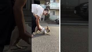 🌍 Funny Lazy Dog with welltrained owner pets animals funny [upl. by Atilegna]