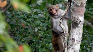 UPDATE 25 monkeys loose from South Carolina research facility have been recovered authorities say [upl. by Nivrad]