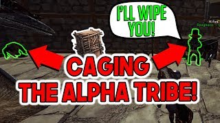 WE CAGED THE ALPHA TRIBE  Official PvP Small Tribes  ARK Survival Evolved [upl. by Ruthann]