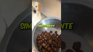 Os cachorros mais engraçados do mundo 😂 [upl. by Bigod102]