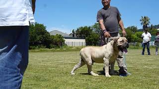 Ysterberg Jacobs Dexon Ysterberg Mastiff  Doing Appraisal Measurements Male  5 Years Old [upl. by Gayler413]