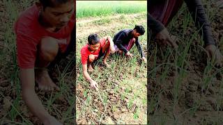 Keep Onion Field Weeds Free shorts [upl. by Fee]