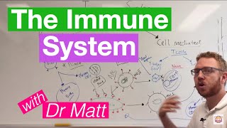 The Immune System Overview [upl. by Gass]