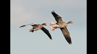 Goose hunting in Holland [upl. by Sorensen]