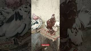 American Fanital ❤️pet pigeon viralvideo petsvlog viralshort viralshorts viralvideos pigeon [upl. by Genisia]