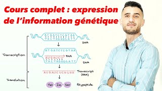 Cours complet  expression de l’information génétique [upl. by Nnylhtak]