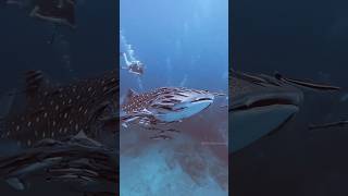 Remora Fish Shark पर कैसे चिपकती हैं By Wild Adventures [upl. by Danaher]